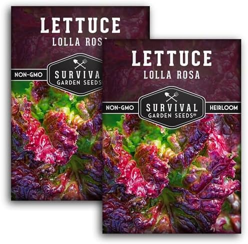 Lolla Rosa Lettuce Seeds for Planting, Red Leaf Variety - 2 Packs by SurvivalGardenSeeds