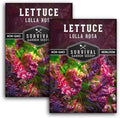 Lolla Rosa Lettuce Seeds for Planting, Red Leaf Variety - 2 Packs by SurvivalGardenSeeds