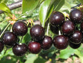 3 Black Cherry Tree Live Plants 1–2 Ft Tall (Prunus serotina) – Fast Growing Native Fruit Tree – Edible Cherry, Wildlife Habitat & Backyard OrchS Plants by CZGrain
