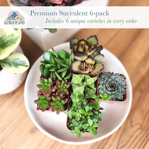 Altman Plants Specialty Live Succulent Plant (6 Pack), No Duplicates, Assorted Succulents Featuring Unique Colors & Shapes, 2 in Pots - Image 2