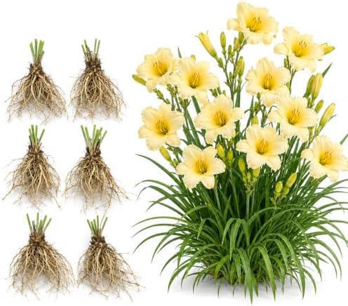 6 Yellow Daylily Plant Bare Roots Fans, Long-Lasting Daylilies, Fast Growing Perennial Flowers for Borders, Containers, and Landscaping by GINGERGLOW