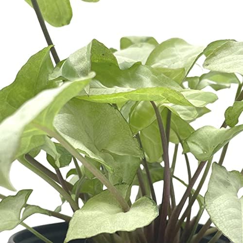 BubbleBlooms Syngonium Moonshine in a 4 inch Pot Variegated Arrow Head Vine Rare - Image 4