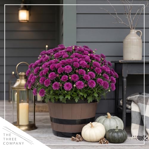 Chrysanthemum (Wine Barrel Deco Pot), Purple Blooms, Live Fall Flowering Perennial, 15" Tall by 12" Wide in 3 Qt Pot - Image 7
