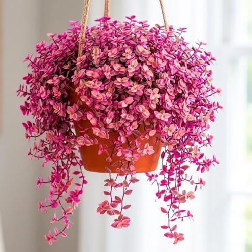 Callisia Repens Plant Live, 4''Pot, Pink Wandering Jew Vine Succulent Plant by Unknown