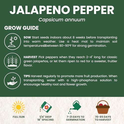 Jalapeno Pepper – 125 Premium Seeds for Planting – Spicy, Productive, Garden-Favorite Heirloom for the 2026 Season – 1 Gram Pouch - Image 4