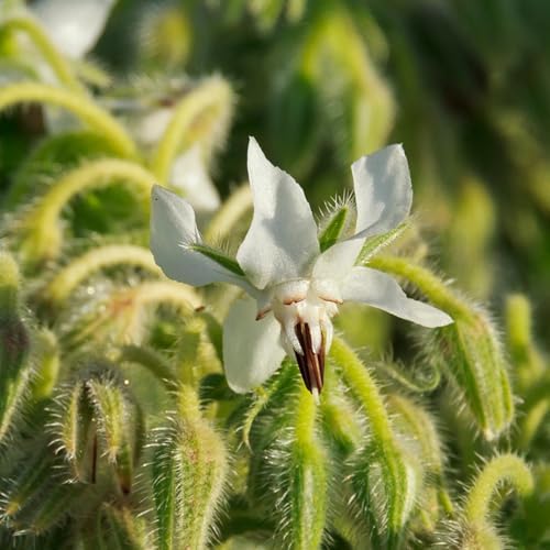 Seed Needs White Borage Seeds to Plant an Herb Garden - 1 Pack - Image 2