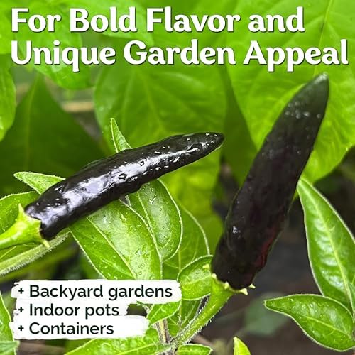 30 Black Cobra Chilli Hot Pepper Heirloom Vegetable Seeds, Capsicum Annuum - Image 4