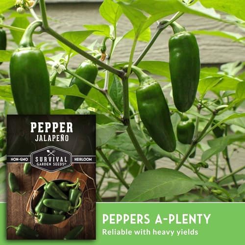 Jalapeño Pepper Seeds for Planting - 1 Pack - Image 5
