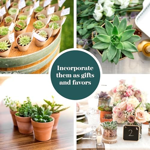 Shop Succulents | Verde Collection | Assortment of Hand Selected, Fully Rooted Live Indoor Green Succulent Plants, 40-Pack - Image 5