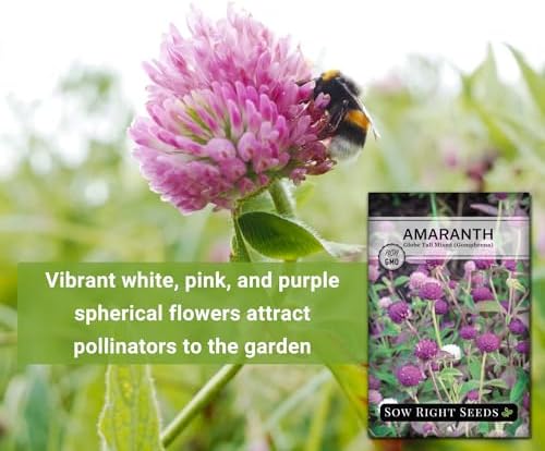 Sow Right Seeds - Tall Mixed Globe Amaranth Seed for Planting Gomphrena 3pk - Image 3
