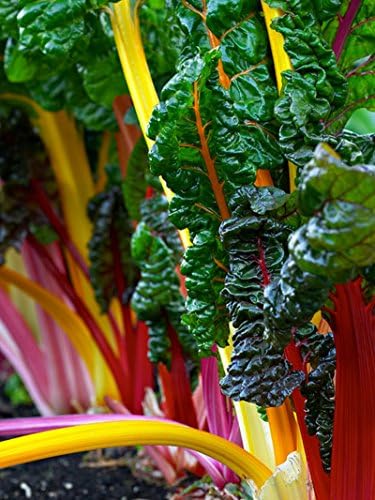 100+ Heirloom Rainbow Mix Swiss Chard Seeds - Non-GMO, Easy to Grow, Delicious and Nutritious by Ohio+Heirloom+Seeds