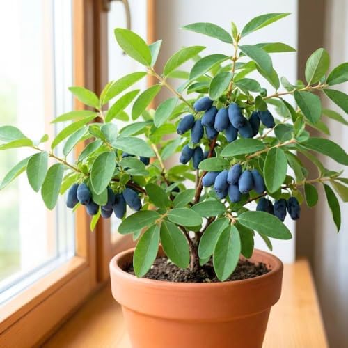 Blue Honeyberry Plant Live, Haskap Berry Fruit Tree, 4-6 Inch Tall - Image 6