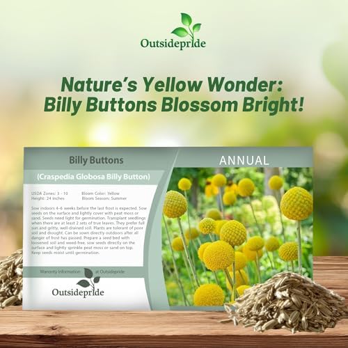Outsidepride Billy Button Craspedia Globosa Seeds - 1000 Pcs Perennial, Hardy & Drought Tolerant, Flower Seeds for Planting w/Yellow Spherical Blooms, Ideal for Cut Flower & Pollinator Gardens - Image 5