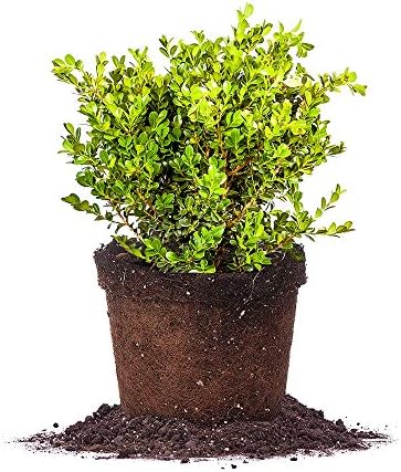 Perfect Plants Japanese Boxwood, 3 Gallon, Live Evergreen Shrub by PerfectPlantsNursery