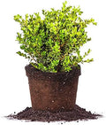 Perfect Plants Japanese Boxwood, 3 Gallon, Live Evergreen Shrub by PerfectPlantsNursery