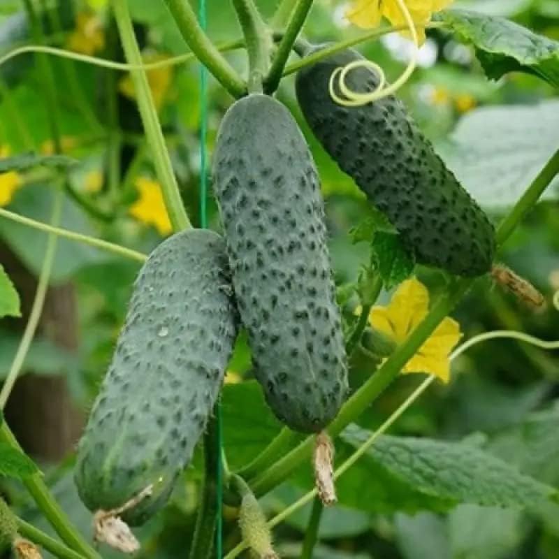 Seeds Self-Pollinated Cucumber Market/Indoor / 38 Days/Non GMO/Hybrid - Image 2
