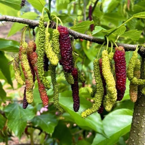 Pakistan Mulberry Tree Live Plant, 5-8" Mulberry Starter Plant by GardenNurserySince1996