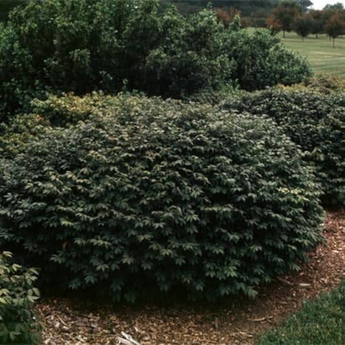 Rudy HAAG Burning Bush - Red Fall Color - Live Plant Shipped 1 to 2 Feet Tall by DAS Farms (No WA) - Image 2