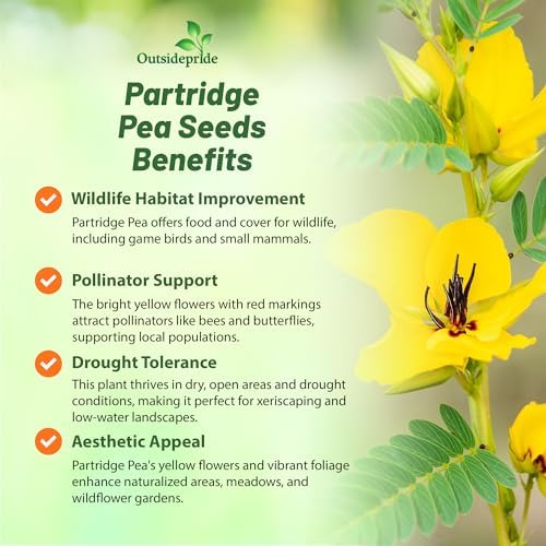Outsidepride Partridge Pea Seeds - 1000 Pcs. Annual, Drought Tolerant & Fast Growing, Pasture Seeds for Planting Dense Foliage & Large Yellow Blooms for Xeriscaping & Pollinator Gardens - Image 3