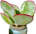 Live Succulents Plants Echeveria 'White Eyebrow' 3.5 inches,Rare Green Succulents Bare Root Without Pot Soil, Live Plants Indoor Office Decoration Wedding and Gift by FWPP