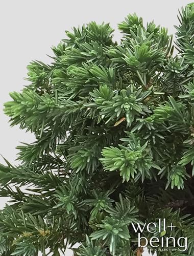 Nature’s Way Farms Juniper Blue Pacific Evergreen Outdoor Groundcover (8-20in Tall) in 2 Quart Grower Pot - Image 2