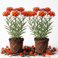 2 Red Milkweed Live Plants, 4–6 Inches Tall, Tropical Flowering Plant by GardenNurserySince1996