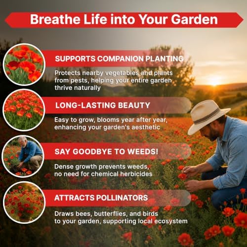 California Poppy Red Chief Seeds 1oz Over 21,000 Non-GMO Heirloom Eschscholzia californica Seeds for Planting, Individual Seed Packet, Planting Home Garden Indoor & Outdoor - Image 5