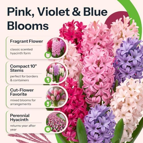 12 Mix Hyacinth Flower Bulbs Cotton Candy Mixture Hyacinthus - Image 2