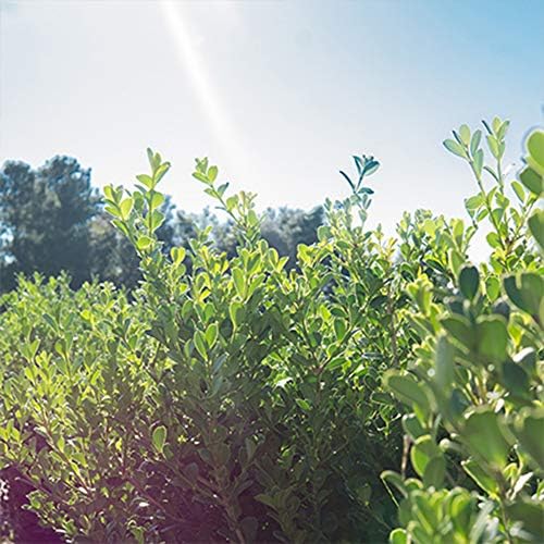 Perfect Plants Japanese Boxwood, 3 Gallon, Live Evergreen Shrub - Image 5