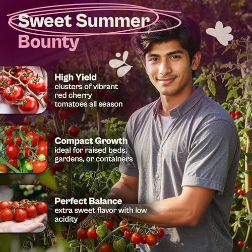 SVI 550 Large Red Cherry Tomato Seeds (Solanum lycoperscium) – Cherry Tomatoes Seed Packets, Mini Tomatoes On The Vine – Heirloom Vegetable Seeds in Home Garden, Containers, Greenhouses - Image 3