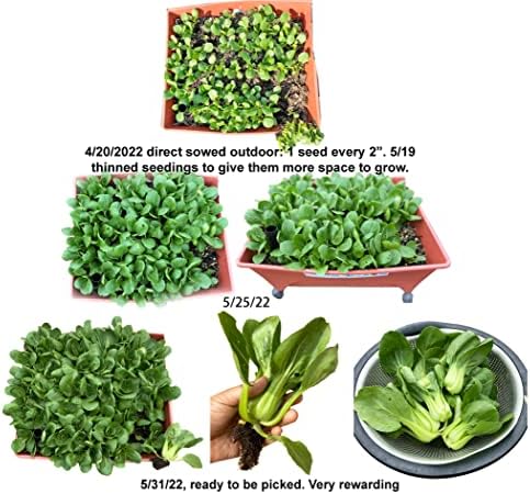 700ct+ HipGirl Baby Bok Choy Seeds for Sprouting,Cabbage Seeds for Planting,Microgreen Seed Planting for Home Vegetable Garden-Pak Choi Shanghai(上海青江菜) 2g, Sow in Fall/Spring. - Image 4