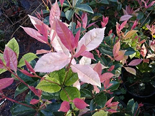 (1) - Noble Lady Fragrant Tea Olive (Qiannan Guifei) - Starter Plant (M) (1 Live Plant) - Image 5
