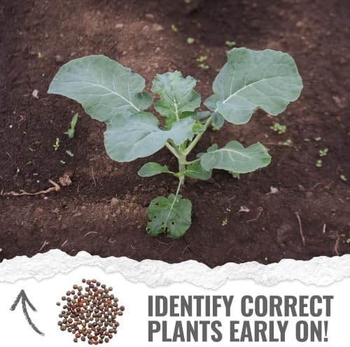 Seed Needs Waltham 29 Broccoli Seeds to Plant Heirloom & Non-GMO 2 Packs - Image 5