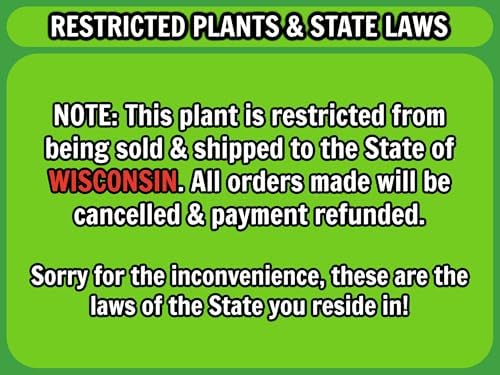 Greenwood Nursery: Live Ground-Cover Plants - Wisteria Frutescens 'Amethyst Falls' Vine - [Qty: 5X Pint Pots] - (Click for Other Available Plants/Quantities) - Image 5
