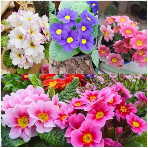 Primrose Flower Seeds (300pcs) – Colorful Perennial Blooms for Patio Pots, Rock Gardens & Bonsai Décor – Easy to Grow, Long-Lasting Spring Flowers Gift for Garden Lovers - Image 4