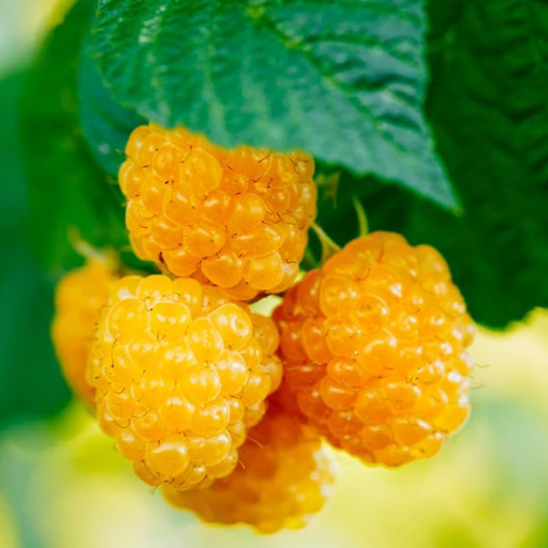 2 Fall Gold Raspberry Plants Live, Berry Bush, 4-8" Tall - Image 6