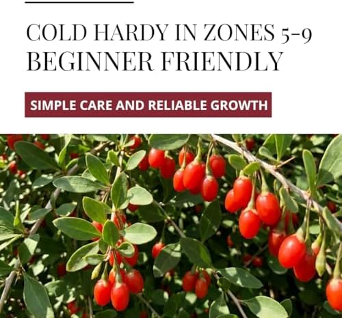 Goji Berry Seeds for Planting | 100 Seeds | Lycium Barbarum Fruit Shrub - Image 6