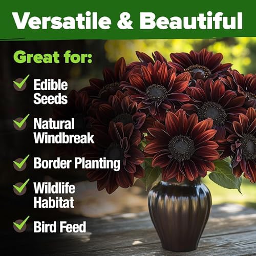 HOME GROWN Chocolate Cherry Sunflower Seeds, 150 Seeds, Helianthus annuus - Image 7