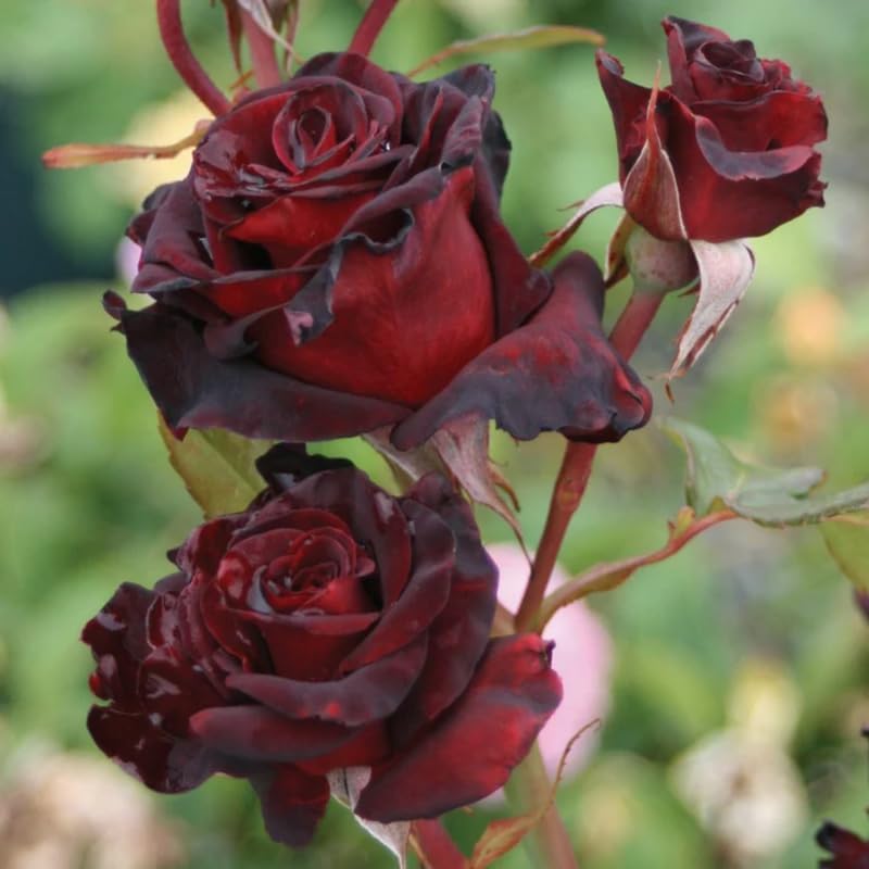 Black Red Rose Climbing Live Starter Plant, Fragrant Rose Trellis 5-9" Tall - Image 2