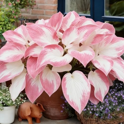 Hosta Seeds for Planting, 200+pcs Perennial Hummingbirds Hosta Vine Flower Seeds, Non-GMO Heirloom Long Blooming Plants Shaded Entry Pathway Flowers for Garden Outdoors - Image 5