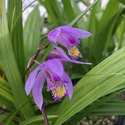 Beltilla Yokohama Kate Lavender Terrestrial Ground Orchid Live Plant - Image 2