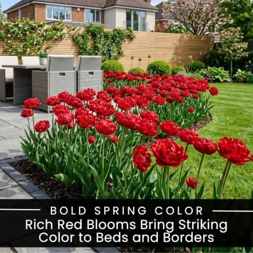 25 Miranda Double Tulip Bulbs for Fall Planting | Red Peony Spring Flowers - Image 3