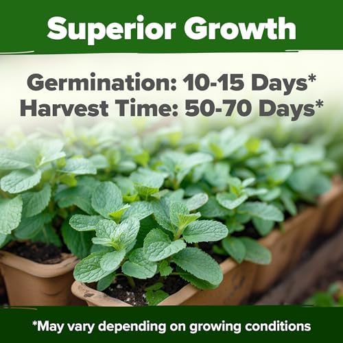 HOME GROWN Common Mint Seeds, 1,800 Seeds, Mentha spp - Image 2