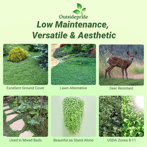 Outsidepride Perennial Dichondra Repens Seeds - 1 lb Dense Green, Low-Maintenance Ground Cover Seeds for Planting, Ideal Lawn Alternative in Sun or Shady Areas & Erosion Control in USDA Zones 8-11 - Image 2