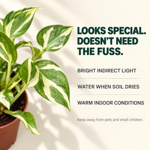 Pothos N'Joy Live Vining Plant - Variegated Indoor Houseplant - Image 4