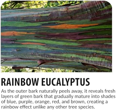 50 Rainbow Eucalyptus Seeds | Eucalyptus Deglupta Tropical Tree Seeds - Image 4
