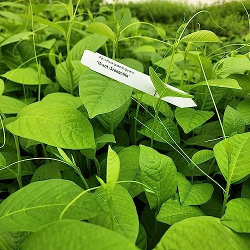 Passion Fruit Giant Granadilla (4 Pack) Live for Sale | Easy to Grow Plants | Edible Fruit Plant for Sustainable Living | Grow Your own Food on Your Edible Organic Garden| Live for Planting| - Image 5