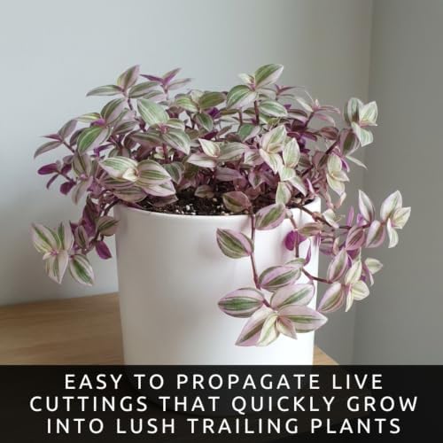 Tradescantia Live Plant Cuttings, Wandering Jew Cuttings, 5 Pink Lady - Image 5