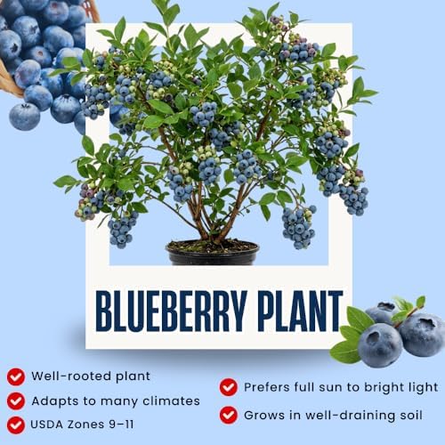 Sweet Blueberry Live Plant, Berry Seedling, 1-2 Ft Tall, Gallon Pot - Image 2