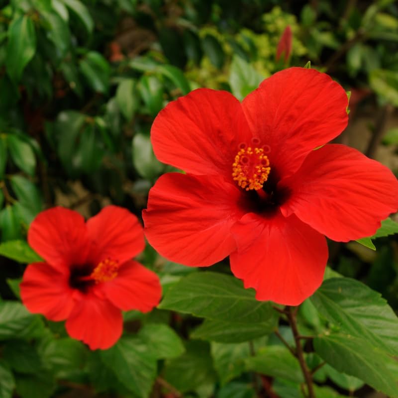 3 Red Hardy Hibiscus Plants Live, Flowering Shrub, 4-7 Inch Tall - Image 2
